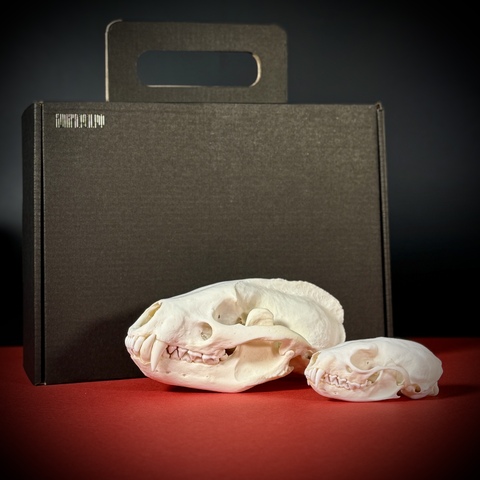 Набор черепов в подарочной коробке