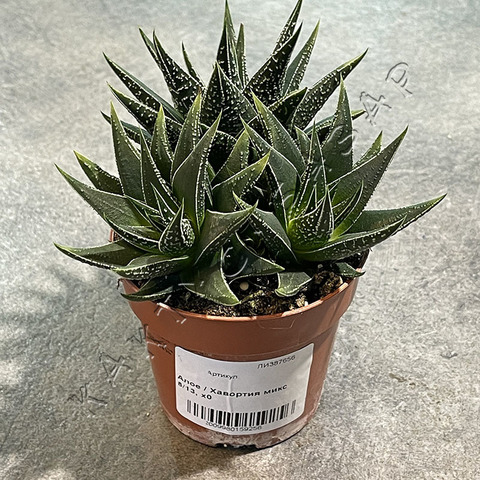 Хавортия Хербацея d8