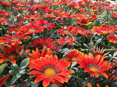 Гацания красная