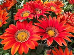 Гацания красная