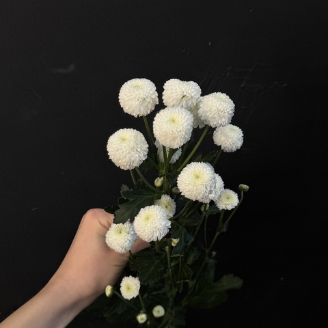 Хризантема кустовая сортовая 50 см / 1 шт