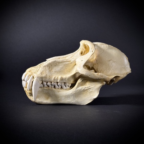 Череп бабуина из пластика