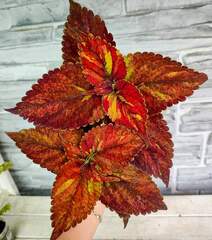 Mirra Тай колеус КСР