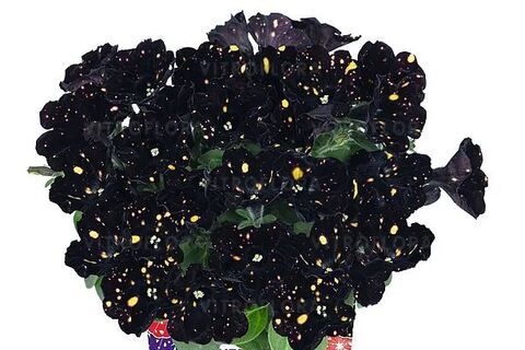 Петуния Surprise Sparkling Night