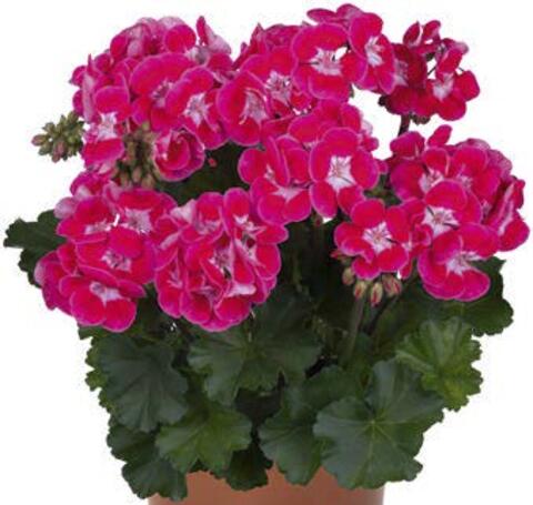 2835 Пеларгония зональная SAVANNAH TEXMEX FIRE (Весна 2026)