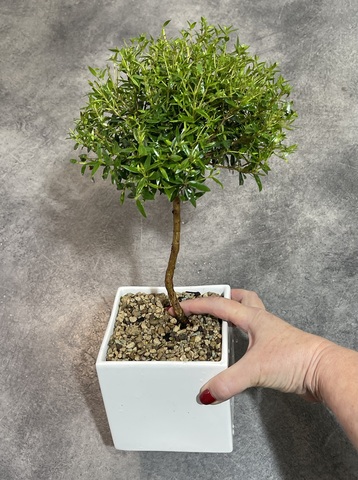 Мирт Обыкновенный штамбовый в керамике d14