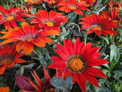 Гацания красная