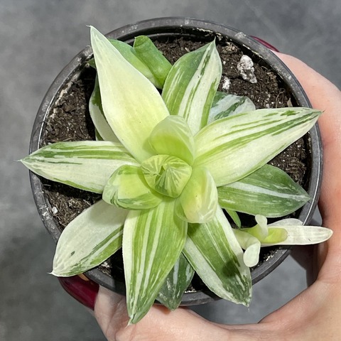 Хавортия Цимбиформис Вариегата d9