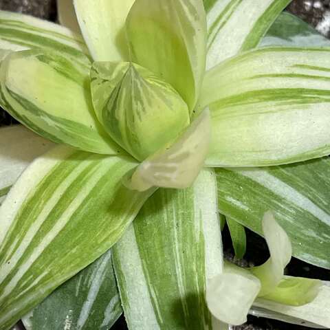 Хавортия Цимбиформис Вариегата d9