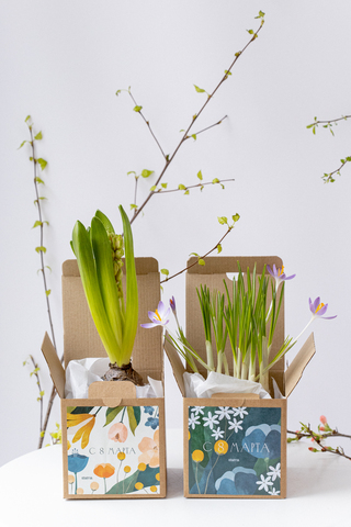 Первоцвет в праздничной коробочке