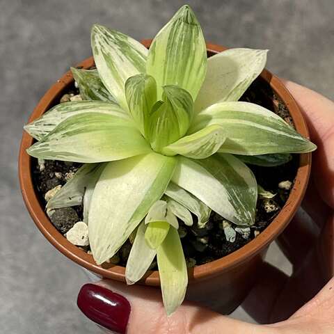 Хавортия Цимбиформис Вариегата d9