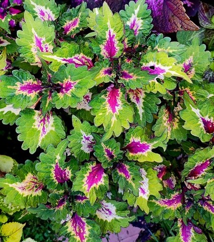 Pinkplosion колеус КСР