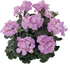 Пеларгонии