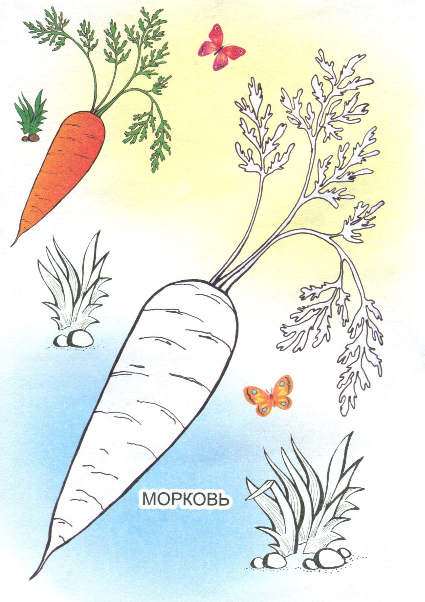 Морковь раскраска