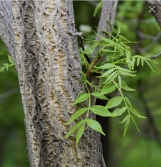 Семена Бархат Амурский Phellodendron amurense