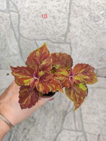 Malibu Тай колеус КСР