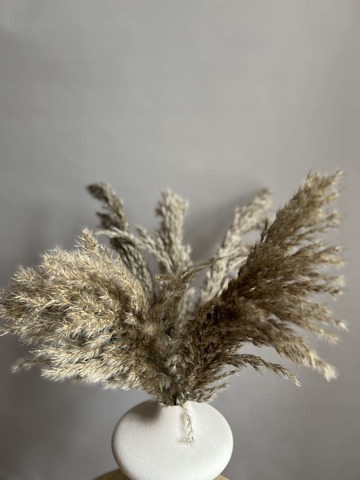 Тростник натуральный