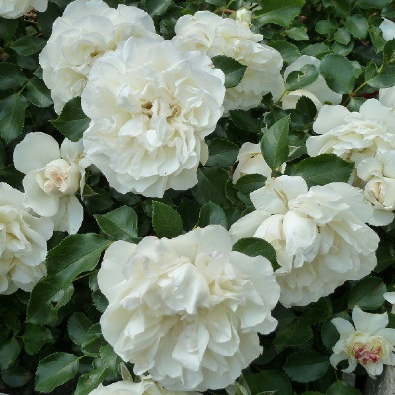 Вайт мейдиланд роза фото и описание