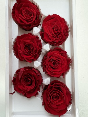 Роза сортовая 5-6 см Темно-красный (ЦЕЛАЯ КОРОБКА - 6шт)