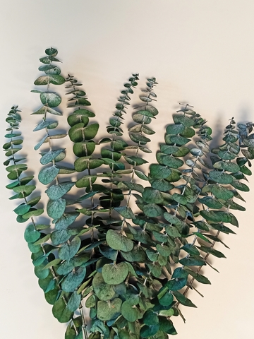 Эвкалипт стаб. Бейби блу Зелёный (М-размер 40-45см) 10 веток