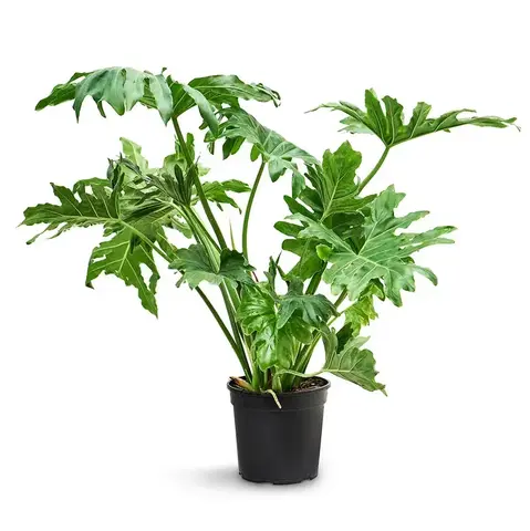 Филодендрон Зело (Селлум / Бипиннатифидум)