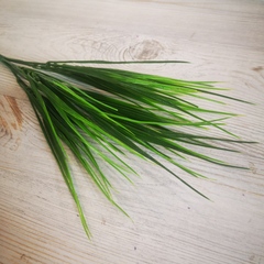 Зелень Осока маленькая 5 веточек