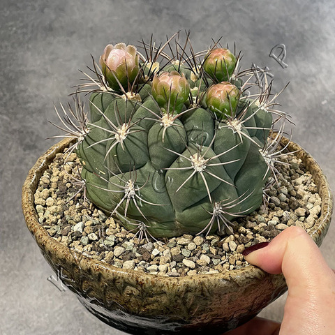 Гимнокалициум Саглионис в керамике ручной работы d18