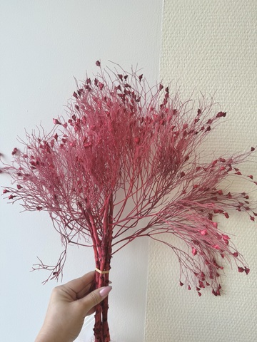 Коралловое дерево Клюквенный щербет