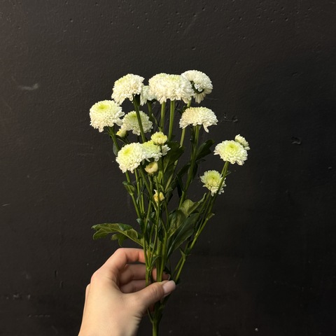 Хризантема сантини Дориа 50 см 1 шт