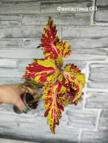 Фантастика ОП колеус