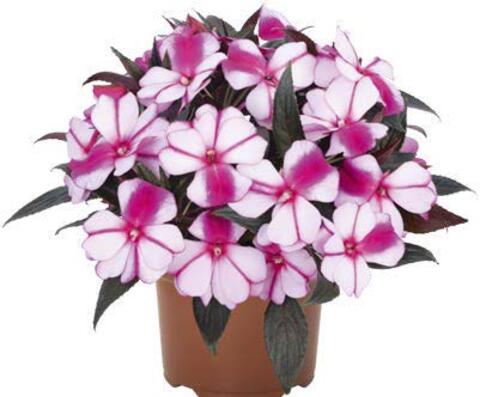 1190 Бальзамин НГ Magnum Violet Star (Весна 2026)