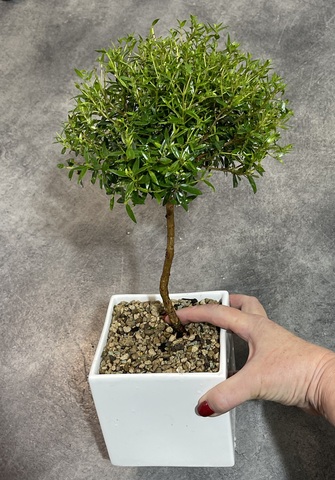 Мирт Обыкновенный штамбовый в керамике d14