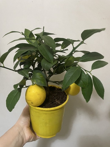 Цитрофортунелла Лимон штамбовая