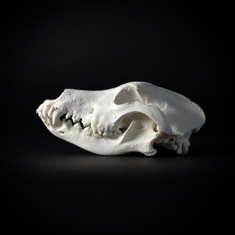 Череп собаки