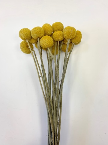 Краспедия сухоцвет Натуральный желтый маленькие шарики (28-30шт)