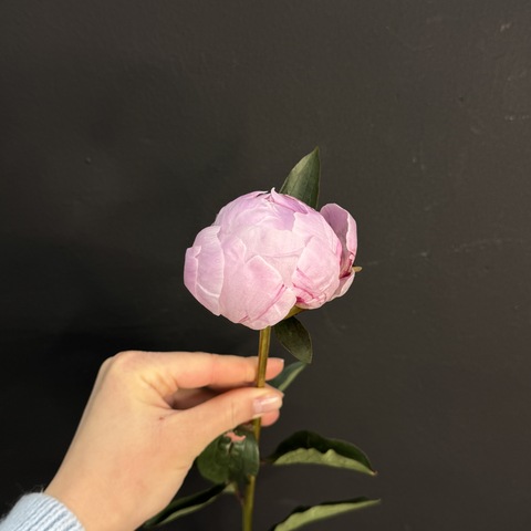 Пион розовый / 1 шт