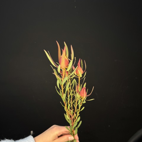 Леукодендрон кустовой / 1 шт