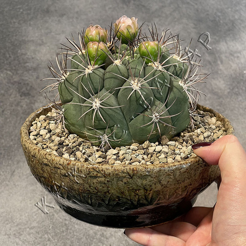 Гимнокалициум Саглионис в керамике ручной работы d18