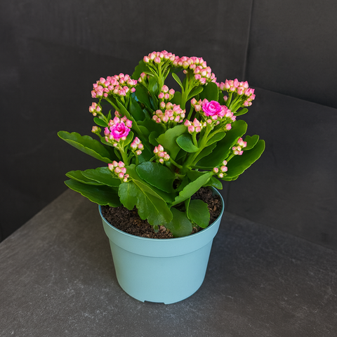 Каланхоэ Блоссфельда (Kalanchoe blossfeldiana) розовое