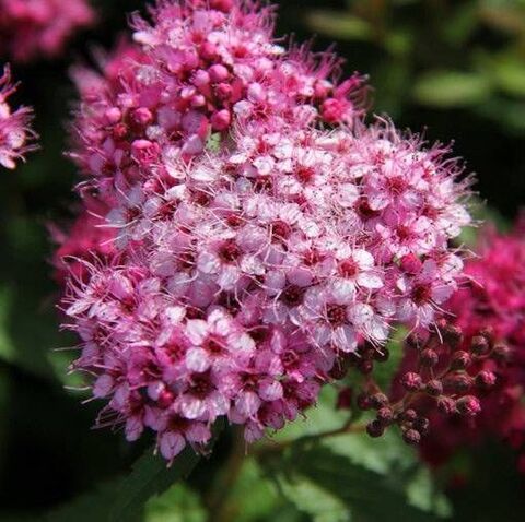 Спирея японская 