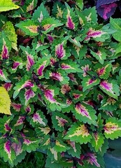 Pinkplosion колеус КСР