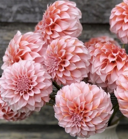 Георгин Пичез (Peaches and Cream)