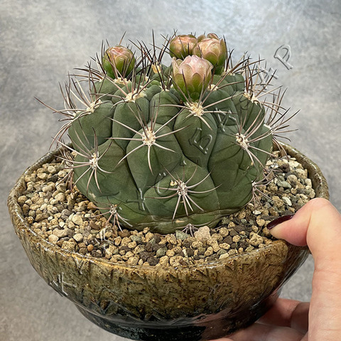 Гимнокалициум Саглионис в керамике ручной работы d18