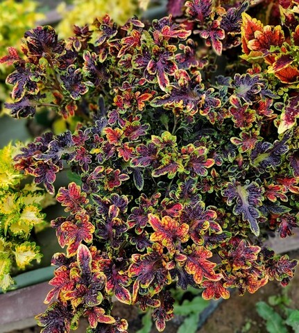 Отвал башки ES колеус