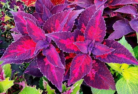 Morgan Le Fay колеус КСР