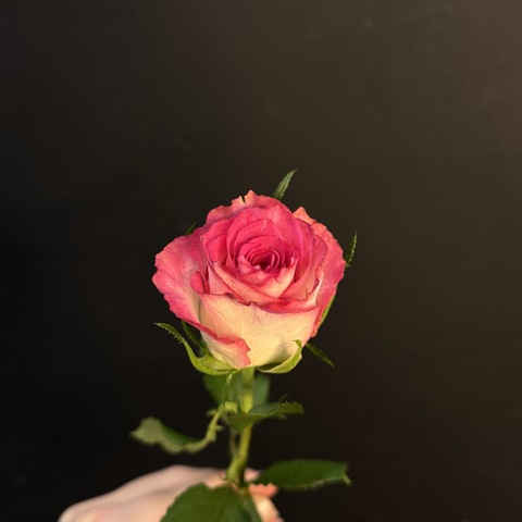 Роза кенийская двухцветная 40 см / 1 шт