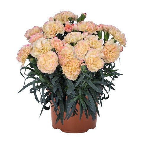 1640 Гвоздика Menorca Floriane Cream (Весна 2026)