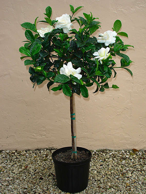 Семена Гардения жасминовидная Gardenia jasminoides