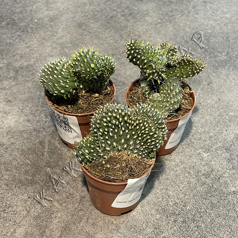 Опунция Фулгида Кристата d5