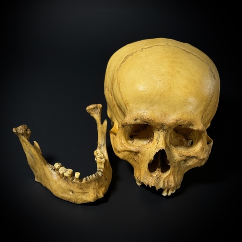 Череп человека мужской европейский (анатомическая модель)